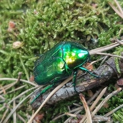 Protaetia speciosissima