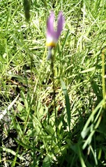 Primula tetrandra