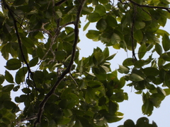 Cedrelinga cateniformis