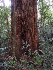 Cedrelinga cateniformis