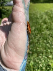 Parcoblatta virginica