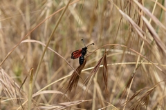 Zygaena punctum
