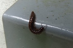 Strongylosoma