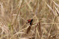 Zygaena punctum