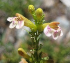 Penstemon deustus