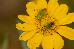 Allorhinocoris speciosus