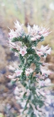 Echium glomeratum