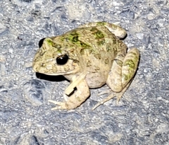 Fejervarya multistriata