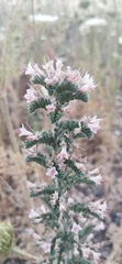 Echium glomeratum
