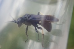 Tenthredo bifasciata