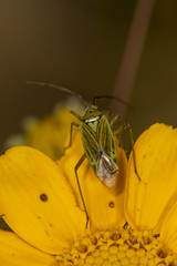 Allorhinocoris speciosus