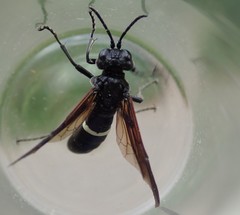 Tenthredo bifasciata