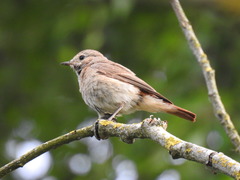 Phoenicurus phoenicurus