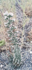Echium glomeratum