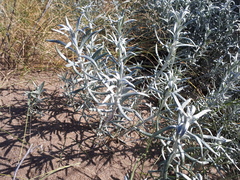 Senecio arechavaletae