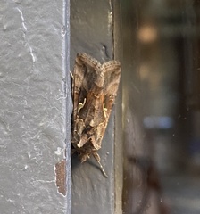 Autographa gamma