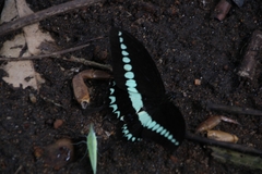 Papilio liomedon
