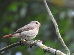 Phoenicurus phoenicurus