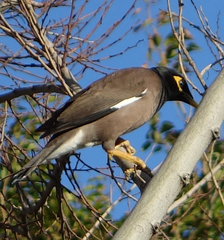 Acridotheres tristis