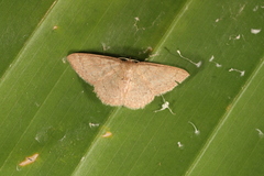 Pleuroprucha hypoxia