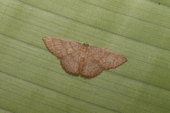 Pleuroprucha hypoxia