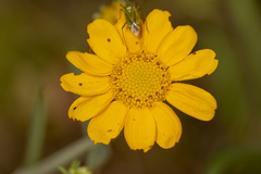 Allorhinocoris speciosus