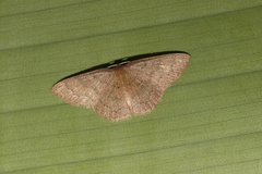 Pleuroprucha hypoxia