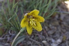 Fritillaria glauca