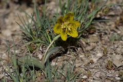 Fritillaria glauca