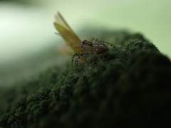 Oxyopes kraepelinorum