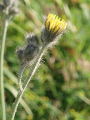 Pilosella rothiana