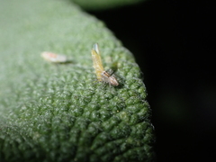 Oxyopes kraepelinorum