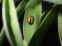 Coccinella miranda