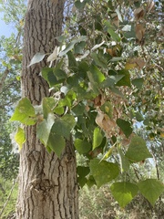 Populus fremontii