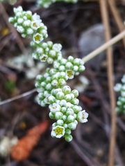 Corrigiola telephiifolia