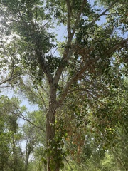 Populus fremontii