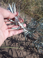 Senecio arechavaletae