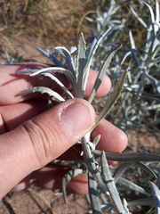 Senecio arechavaletae
