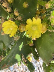 Opuntia monacantha