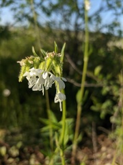 Silene dichotoma