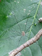 Leiobunum aldrichi