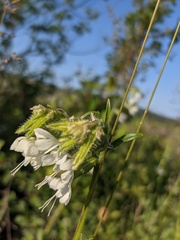 Silene dichotoma