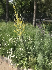Verbascum songaricum