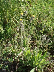 Pilosella rothiana