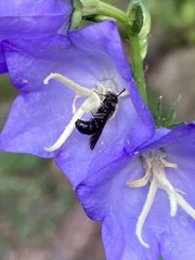 Chelostoma rapunculi