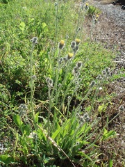 Pilosella rothiana