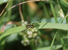 Xanthogramma pedissequum
