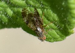 Tephritis vespertina