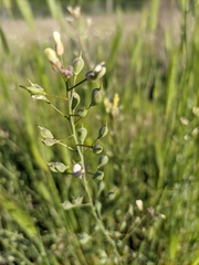 Camelina rumelica