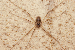 Dasylobus graniferus